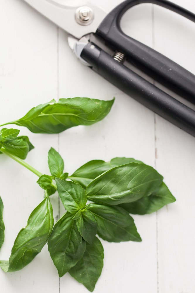 Garden Basil