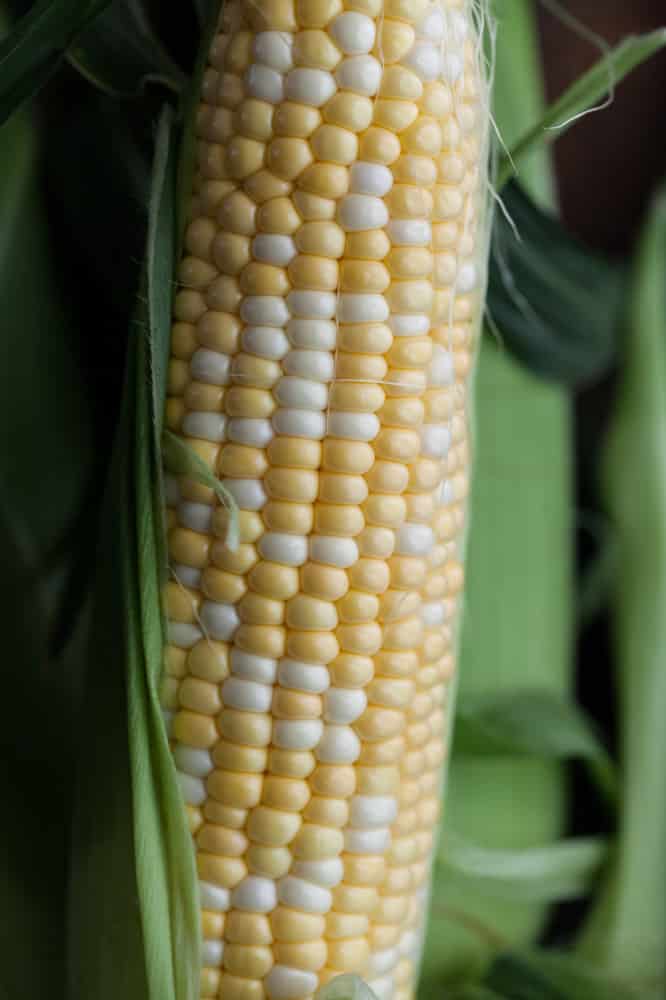 Sweet Corn