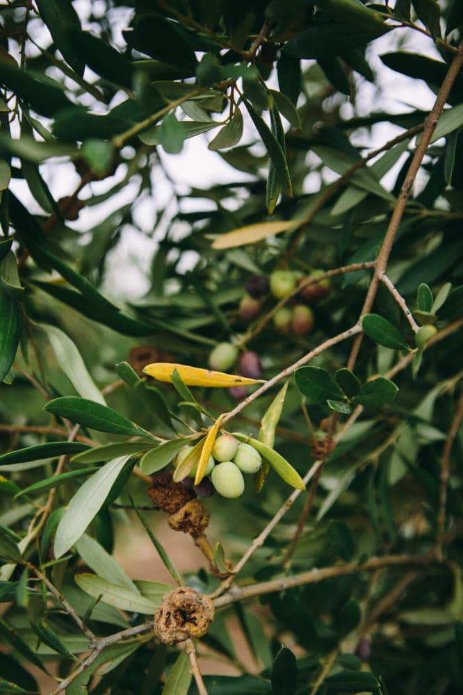 California Olive Ranch Olives | @naturallyella
