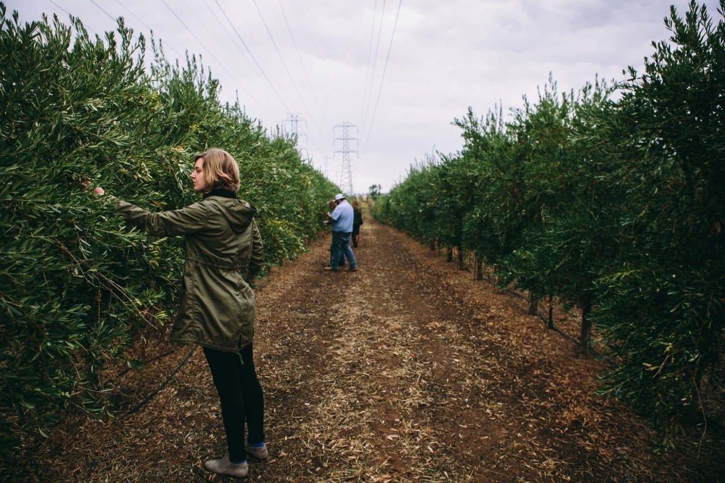 California Olive Ranch | Northern California