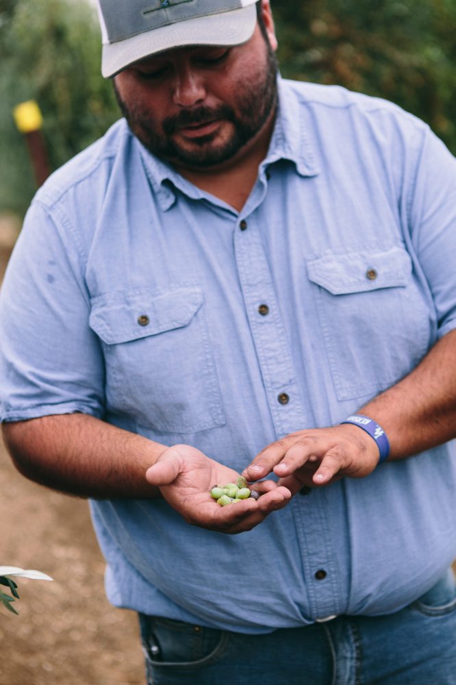 California Olive Ranch Tour in Northern California