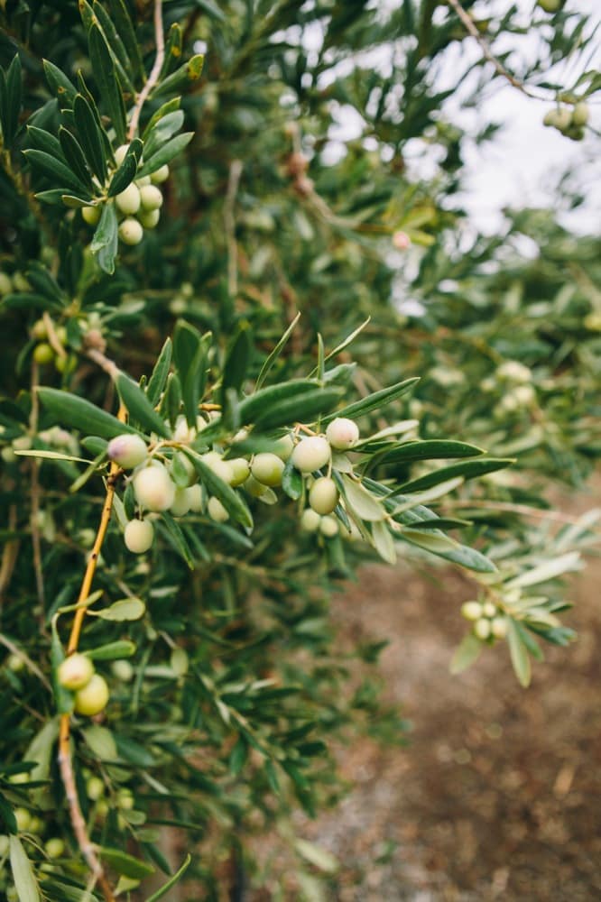 Olives at California Olive Ranch