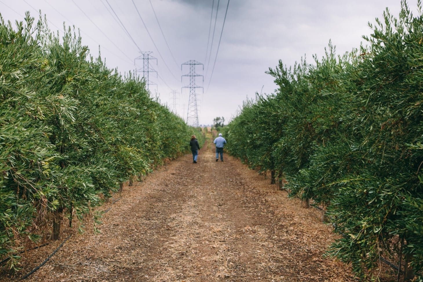California Olive Ranch | @naturallyella