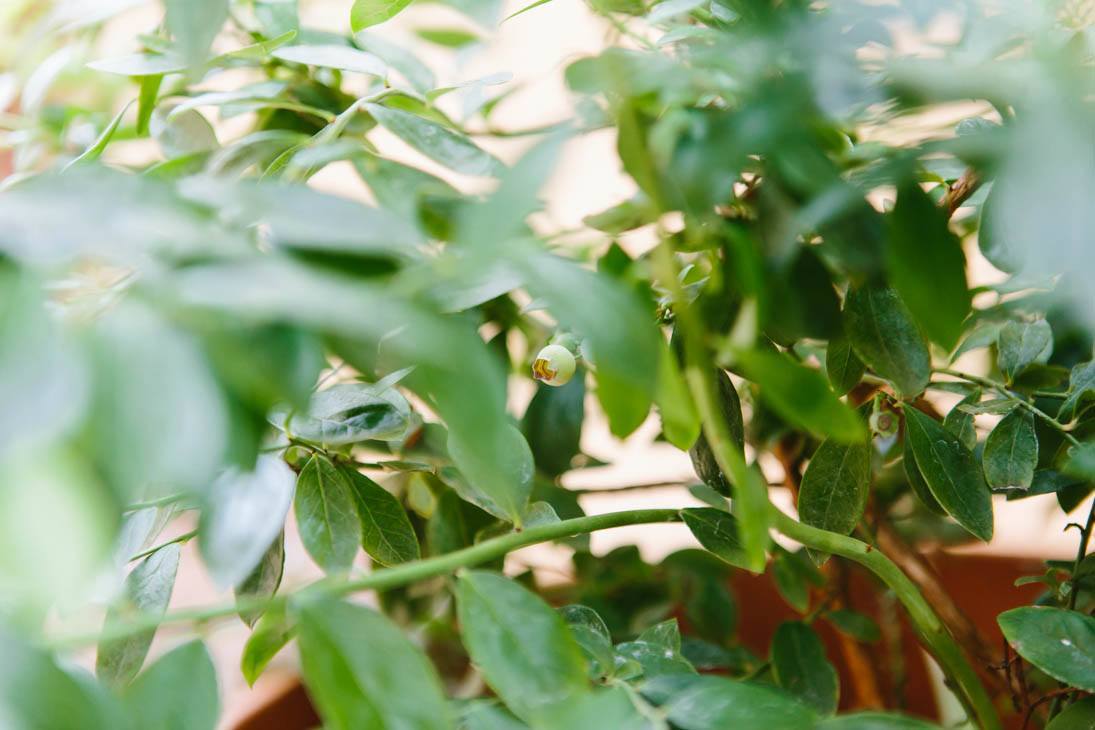 Blueberries | Patio Container Garden