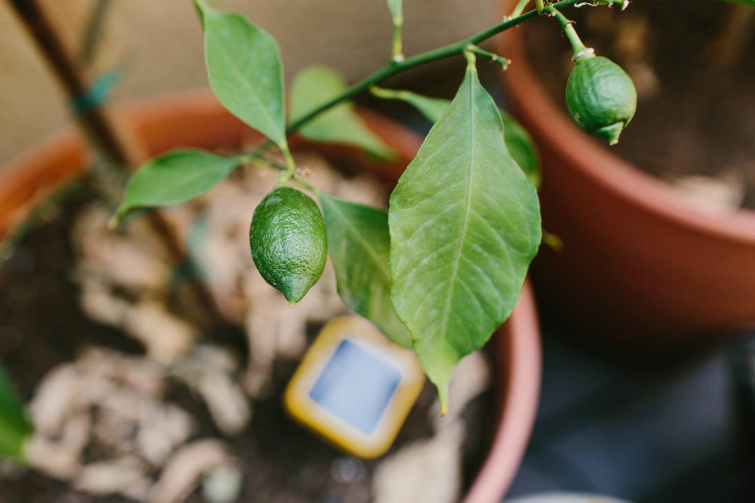Lemons | Patio Container Garden