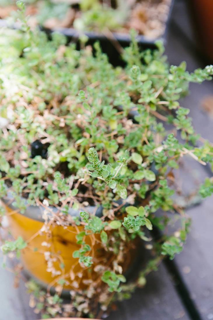 Marjoram | Patio Container Garden