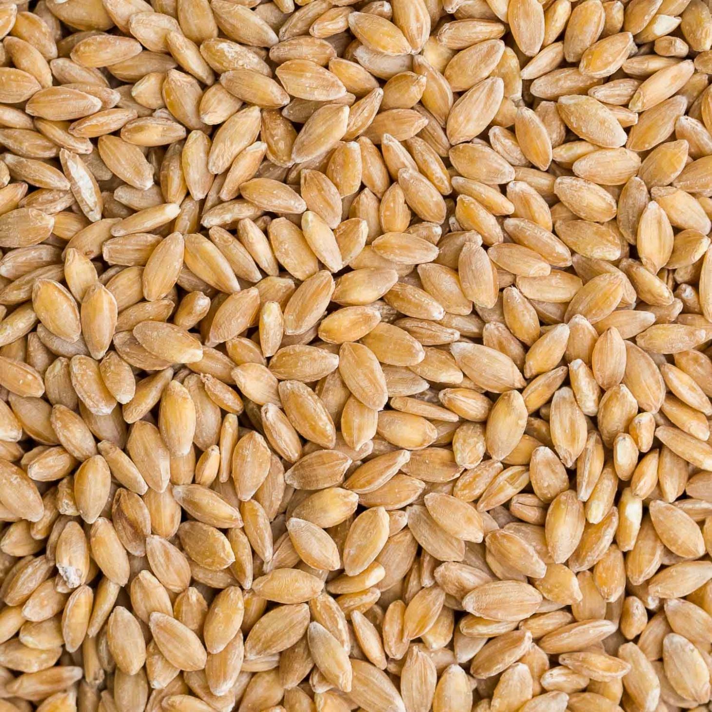 Einkorn