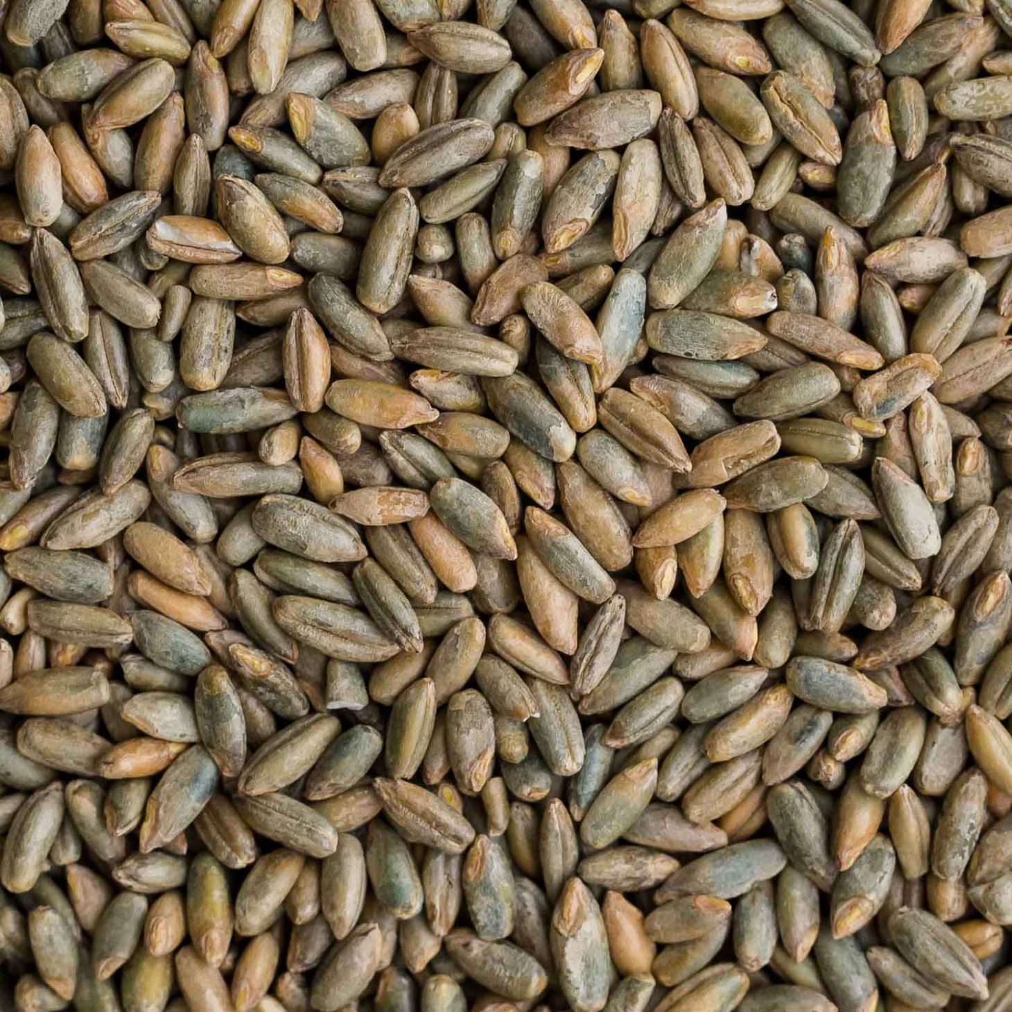 Rye